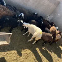 ۲۲راس بره ماده و نر بومی