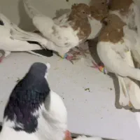 نقش .رنگه .کله .خال