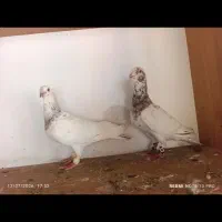 پرنده