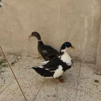 دو عدد اردک نر وماده
