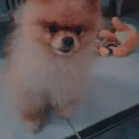 پامر خرسی کوچولو|سگ|رشت, نامجو|دیوار