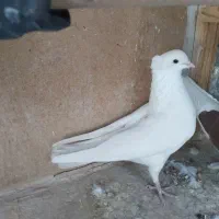 نر سفید کاکلی کفتر خوب