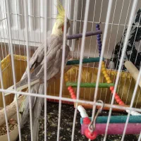 عروس هلندی مولد همراه جوجه|پرنده|ابهر, |دیوار