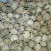 گردو دالاهو|خوردنی و آشامیدنی|دشت ذهاب, |دیوار