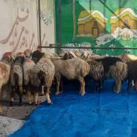 گوسفندزنده وگوساله وذبح درمحل