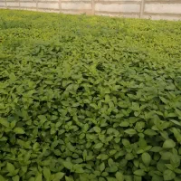 ریحان گلخانه