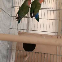 طوطی برزیلی