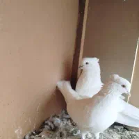 کبوتر تکپر