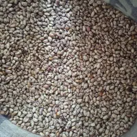 لوبیا تلاش اصلاح شده