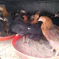 جوجه مرغ و خروس