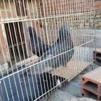 کبوتر پرشی سید|پرنده|بومهن, |دیوار