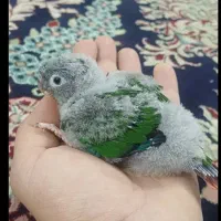 جوجه گرینچیک سرلاکی دستی