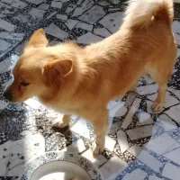 فروش سگسگ اشپیتز|سگ|رودسر, |دیوار