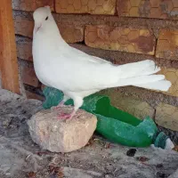 نر سفید کاکلی شمرونی|پرنده|اردکان, |دیوار