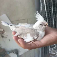عروس هلندی|پرنده|شیراز, کفترک|دیوار