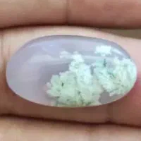 شجر فوق العاده زیبا