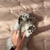 اسکاتیش لانگ هیر|گربه|تهران, فردوس|دیوار