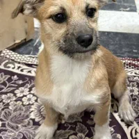 سگ پاپی پیدا شده