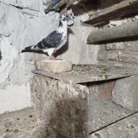 جوجه مصافتی|پرنده|فاضل آباد, |دیوار