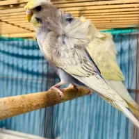 مرغ عشق پروانه ای