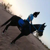 اسب