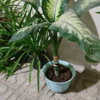 گل وگیاه|گل و گیاه طبیعی|محمدیه-قزوین, |دیوار