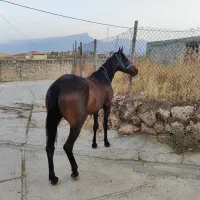 مادیان|اسب و تجهیزات اسبسواری|کارزان, |دیوار