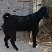 کهر چبش بذری