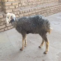 بره ماده جهت قربانی 25کیلو|حیوانات مزرعه|کرج, حیدرآباد|دیوار