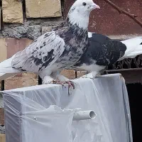 فروش تعدادی هما سرور