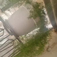 گل وگلدون
