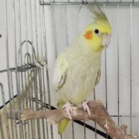 عروس هلندی|پرنده|ساوه, |دیوار