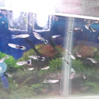 بچه گوپی|ماهی|کازرون, |دیوار