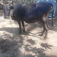 گاو|حیوانات مزرعه|بندرعباس, |دیوار