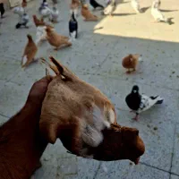 کلاغ نواری پرتغالی|پرنده|مشهد, آبکوه|دیوار