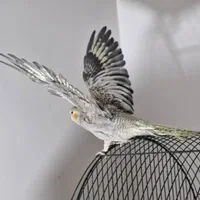 عروس هلندی جوجه و بالغ خاص|پرنده|کرج, اتحاد|دیوار