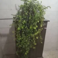 گل خرفه ۱۰ ساله