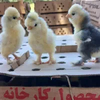 جوجه|حیوانات مزرعه|اصفهان, باغ نگاره|دیوار