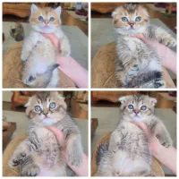 گربه های اسکاتیش و بریتیش