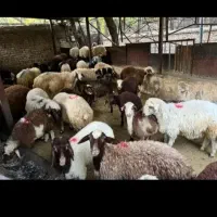 گوسفند زنده کوردستان