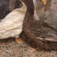 دو تا اردک سالم.پیام بدین تماس میگیرم