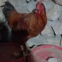 4عدد خروس|حیوانات مزرعه|سرپل ذهاب, |دیوار