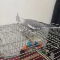 عروس هلندی وات فیس|پرنده|ملایر, |دیوار