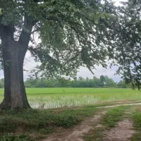 زمین لوکس ۴۰۰m رشت سنگر قاضیان سراوان کچا|فروش زمین و ملک کلنگی|سنگر, |دیوار