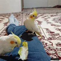 عروس هلندی متولد