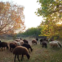 فروش گوسفند میش بره