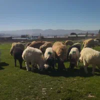 میش وبره|حیوانات مزرعه|چگنی, |دیوار