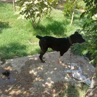 سگ نگهبان