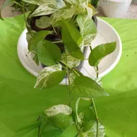 بار جدیدگیاه گلکده هلما گلی رسید|گل و گیاه طبیعی|رامهرمز, |دیوار