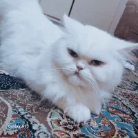 واگذاری گربه پرشین|گربه|ساوه, |دیوار